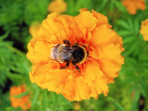 bumblebee on an orange flower close up