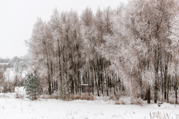 Winter snow trees, New Year's mood. copy space.