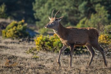 Red deer in the heathland