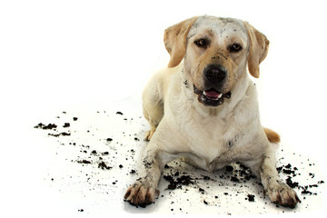 DIRTY MIXEDBRED GOLDEN OR LABRADOR RETRIEVER AND MASTIFF DOG, AFTER PLAY IN A MUD PUDDLE, MAKING A...
