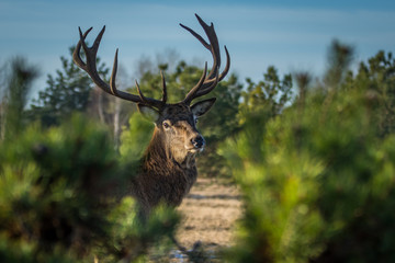 Red deer in the heathland