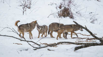 Fototapeta premium lupi abruzzo 2019