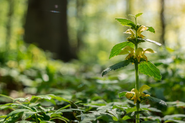 Obraz premium Forest spring yellow flowers