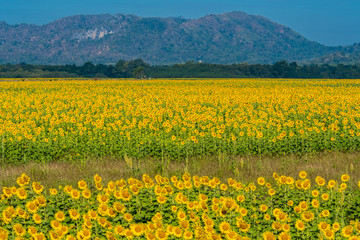 Fototapeta premium Sunflower field in Thailand.9