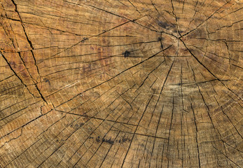 The texture of chopped cracked wood