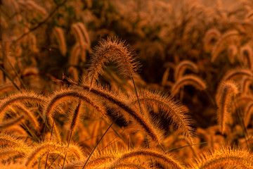 Grass flower in the morning at sunrise with golden sunshine. Flower field in rural. Orange meadow background. Wild meadow grass flowers with morning sunlight. Start new day or new life concept.