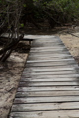 Obraz premium Wooden footbridge in the mangrove forest, Seychelles