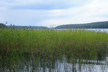 Green tall reeds on the shore in front of the lake