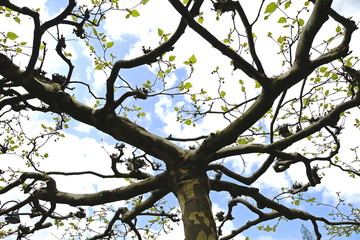 Platane,Baum,Formschnitt,Austrieb,Frühling