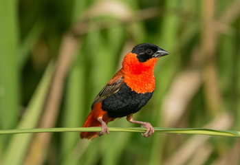 Northern Red Bishop