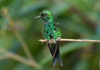 Puerto Rican Emerald 
