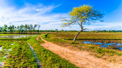 Fototapeta premium Tree in the field 4
