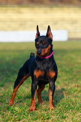 Dog breed Miniature Pinscher