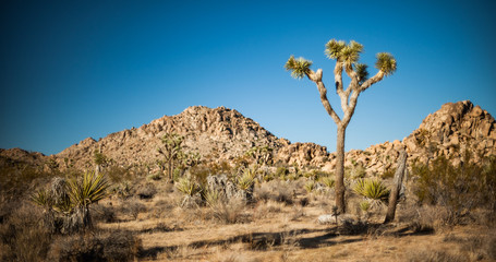 Joshua tree national park, abstract vignette effect panorama