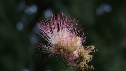 wild thistle flower