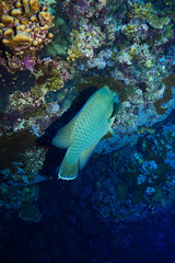 Napoleon fish at the Red Sea, Egypt