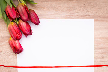  Tulips on a white background with red ribbon, spring