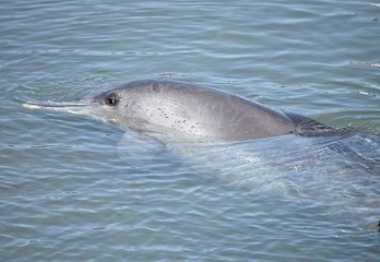 dolphin