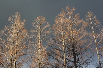 冬の樹々