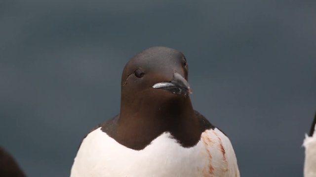 Brunnich's guillemot (Uria lomvia) portrait of preening on ledge, Antarctica