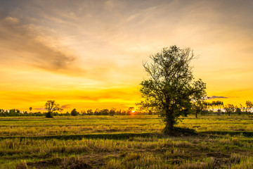 Field with beautiful sky13