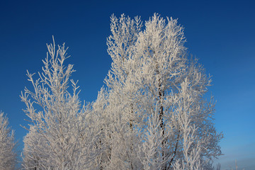 Russian winter Siberia forest snow trees snow covered roads snow frost birch ski tracks in the snow