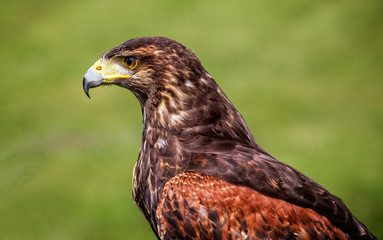 Close up profile view of mature Harris's Hawk