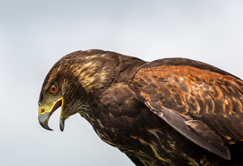 Close up profile view of mature Harris's Hawk with beak open