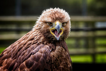 Close up of juvenile Golden Eagle looking into camera with beak open