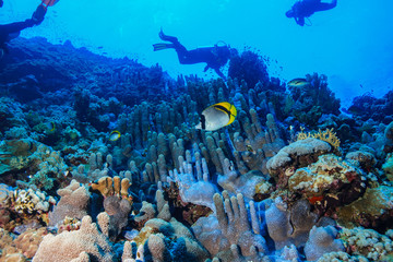 Pillar coral at the Red Sea, Egypt