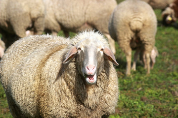 sheep with thick wool looking at camera