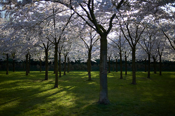 Obraz premium Amazing shots of a cherry blossom park in full bloom in spring sunshine