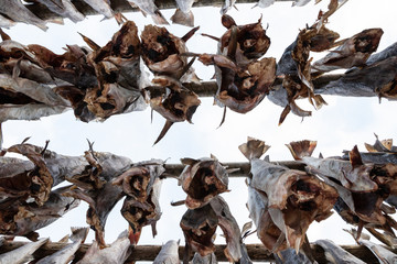 processing of stockfish, cod hanging to dry, Henningsvaer, Lofoten Islands, Norway
