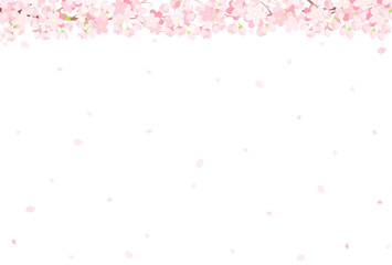 桜　背景イラスト