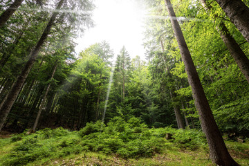 Pine and beech forest with sun rays - Italian Alps