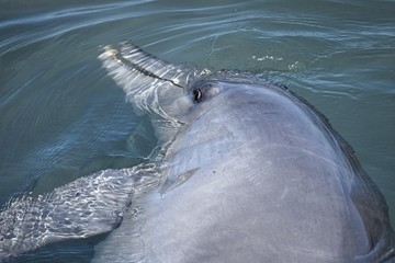 dolphin