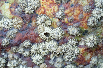 Close Up Shot of Barnacles on a Rock