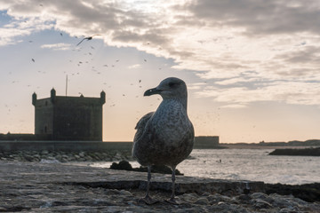 Seagull bird and beautiful sunset sky with the ruins of old fortress in Essaouira, Morocco