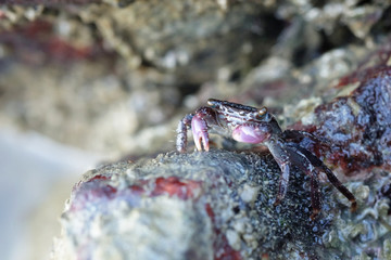Portrait of a Purple Crab
