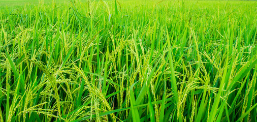 farm grass green