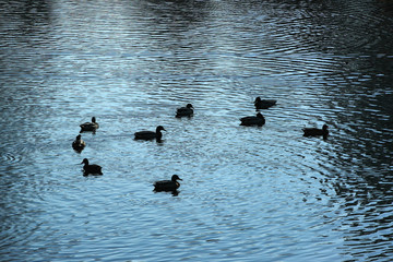 Dark figures of ducks swimming in the lake.