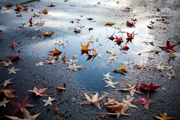 Leaves on street, Seattle, Washington