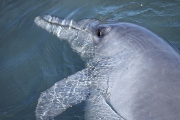 dolphin