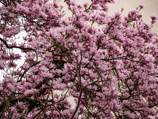 Magnolien Baum im Frühling