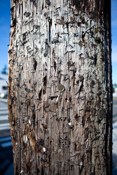Telephone Pole Covered With Staples and Nails