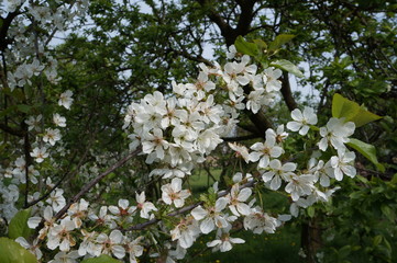 Kwitnąca wiśnia
