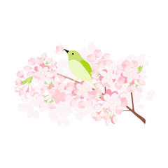 ウグイスと桜の枝