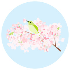 ウグイスと桜の枝
