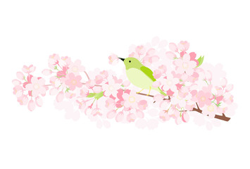 ウグイスと桜の枝