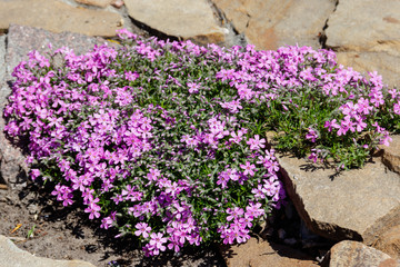 Creeping phlox (Phlox subulata) or moss phlox on flowerbed